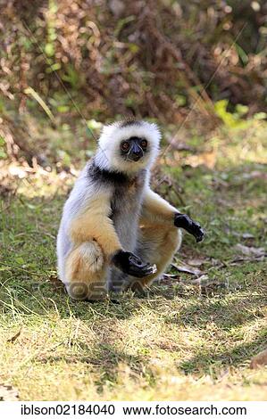 Diademed Sifaka (Propithecus diadema), adult, Madagascar, Africa View Large Photo Image Stock Image - Diademed Sifaka (Propithecus diadema), adult, Madagascar, Africa. Fotosearch