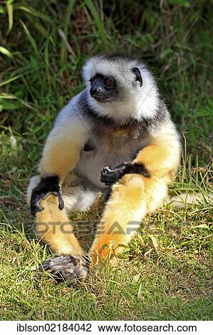 Diademed Sifaka (Propithecus diadema), adult, Madagascar, Africa View Large Photo Image Stock Image - Diademed Sifaka (Propithecus diadema), adult, Madagascar, Africa. Fotosearch