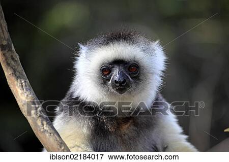 Stock Photo - Diademed Sifaka (Propithecus diadema), adult, portrait, Madagascar, Africa. Fotosearch