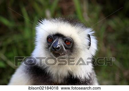 Diademed Sifaka (Propithecus diadema), adult, portrait, Madagascar, Africa View Large Photo Image Stock Photo - Diademed Sifaka (Propithecus diadema), adult, portrait, Madagascar, Africa. Fotosearch