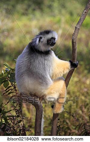 Stock Photo - Diademed Sifaka (Propithecus diadema), adult, Madagascar, Africa. Fotosearch