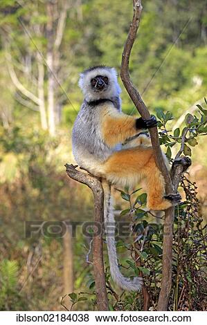 Stock Photo - Diademed Sifaka (Propithecus diadema), adult, Madagascar, Africa. Fotosearch