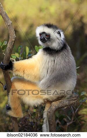 Diademed Sifaka (Propithecus diadema), adult, Madagascar, Africa View Large Photo Image Stock Photograph - Diademed Sifaka (Propithecus diadema), adult, Madagascar, Africa. Fotosearch