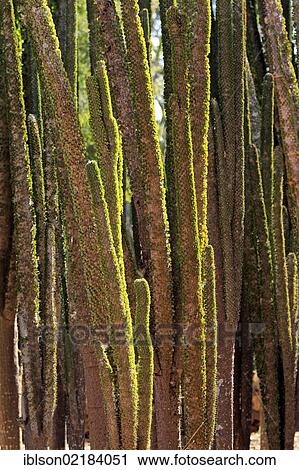 Didieraceen (Didieraceen), Berenty Reserve, Madagascar, Africa View Large Photo Image Stock Image - Didieraceen (Didieraceen), Berenty Reserve, Madagascar, Africa. Fotosearch