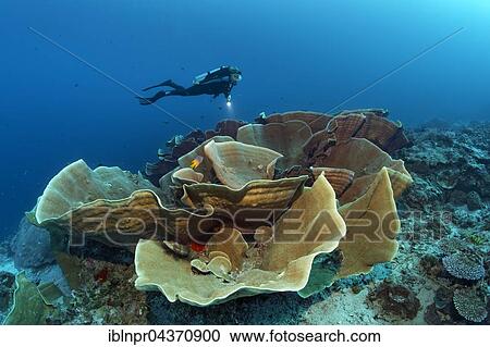 Diver observing large disc coral (Turbinaria mesenterina), Wakatobi Island, Tukangbesi Archipelago, Wakatobi National Park, Banda Sea, Southeast Sulawesi, Indonesia, Asia View Large Photo Image Stock Image - Diver observing large disc coral (Turbinaria mesenterina), Wakatobi Island, Tukangbesi Archipelago, Wakatobi National Park, Banda Sea, Southeast Sulawesi, Indonesia, Asia. Fotosearch