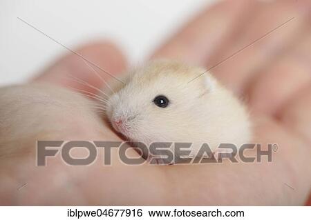 Djungarian hamster (Phodopus sungorus), young animal sits in a hand, captive View Large Photo Image Stock Photograph - Djungarian hamster (Phodopus sungorus), young animal sits in a hand, captive. Fotosearch