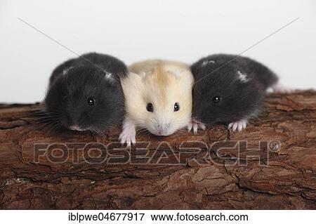 Djungarian hamsters (Phodopus sungorus), three young animals sit on tree trunk, captive View Large Photo Image Stock Photo - Djungarian hamsters (Phodopus sungorus), three young animals sit on tree trunk, captive. Fotosearch