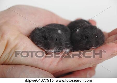 Djungarian hamsters (Phodopus sungorus), two kittens sitting in a hand, captive View Large Photo Image Stock Photography - Djungarian hamsters (Phodopus sungorus), two kittens sitting in a hand, captive. Fotosearch