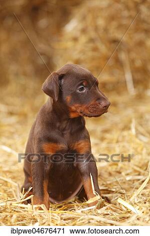 Doberman, puppy, 5 weeks, sitting in the straw View Large Photo Image Stock Image - Doberman, puppy, 5 weeks, sitting in the straw. Fotosearch