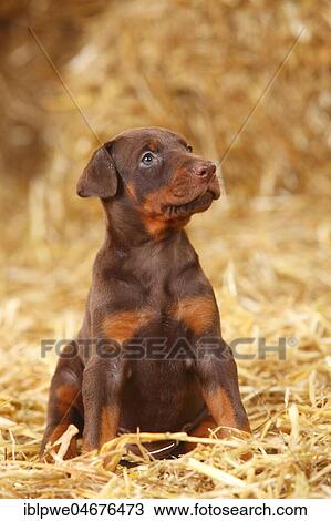 Stock Image - Doberman, puppy, 5 weeks, sitting in the straw. Fotosearch