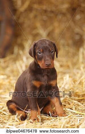 Doberman, puppy, 5 weeks, sitting in the straw View Large Photo Image Stock Photo - Doberman, puppy, 5 weeks, sitting in the straw. Fotosearch