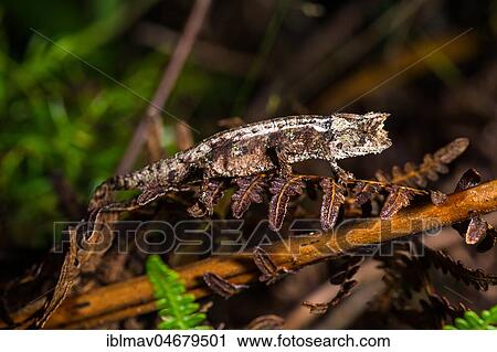 Domergue's leaf chameleon (Brookesia thieli), male camouflaged on leaf, Annjozorobe Reserve, Madagascar, Africa View Large Photo Image Stock Image - Domergue's leaf chameleon (Brookesia thieli), male camouflaged on leaf, Annjozorobe Reserve, Madagascar, Africa. Fotosearch