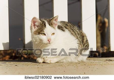 Domestic cat, Germany, Europe View Large Photo Image Stock Image - Domestic cat, Germany, Europe. Fotosearch
