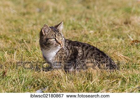 Domestic cat, Germany, Europe View Large Photo Image Stock Photo - Domestic cat, Germany, Europe. Fotosearch