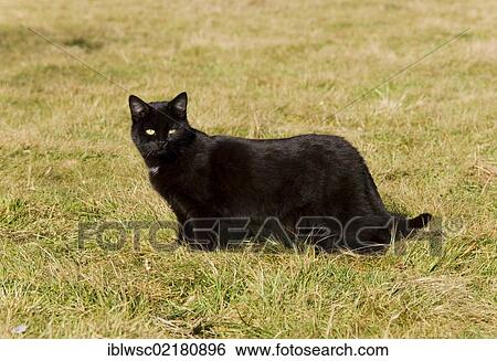 Domestic cat, Germany, Europe View Large Photo Image Stock Photograph - Domestic cat, Germany, Europe. Fotosearch