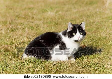 Domestic cat, Germany, Europe View Large Photo Image Stock Photography - Domestic cat, Germany, Europe. Fotosearch