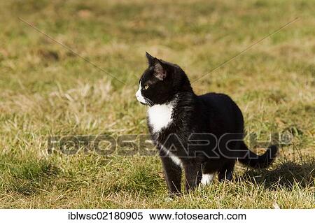 Domestic cat, Germany, Europe View Large Photo Image Stock Photography - Domestic cat, Germany, Europe. Fotosearch