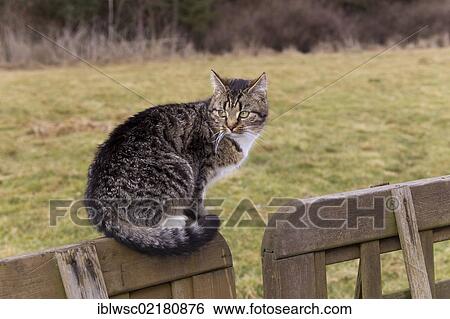 Stock Photograph - Domestic cat sitting on a wooden fence, Vulkaneifel region, Rhineland-Palatinate, Germany, Europe. Fotosearch