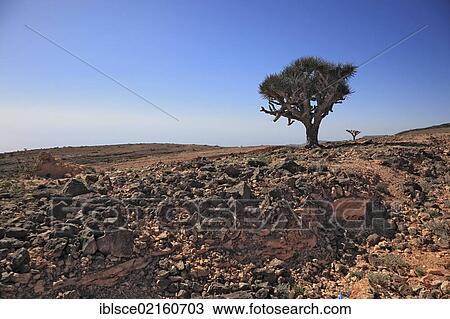 Dragon's Blood Tree (Dracaena sp. ), landscapes of the southern Dhofar, Jabal al-Qamar, Oman, Arabian Peninsula, Middle East, Asia View Large Photo Image Stock Image - Dragon's Blood Tree (Dracaena sp. ), landscapes of the southern Dhofar, Jabal al-Qamar, Oman, Arabian Peninsula, Middle East, Asia. Fotosearch