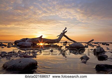 Driftwood at sunrise on a cold morning at Lake Constance, Germany, Europe View Large Photo Image Stock Photo - Driftwood at sunrise on a cold morning at Lake Constance, Germany, Europe. Fotosearch
