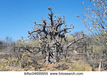 Stock Photography - Dry African baobab (Adansonia digitata), Kaokoveld, Namibia, Africa. Fotosearch