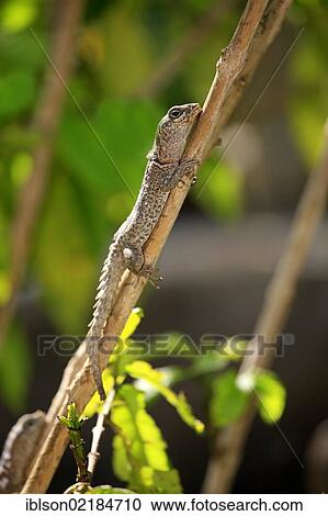 Stock Image - Dumeril's Madagascar Swift (Oplurus quadrimaculatus), adult and juvenile, Madagascar, Africa. Fotosearch