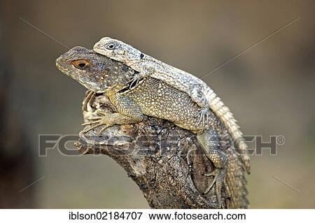 Stock Photo - Dumeril's Madagascar Swift (Oplurus quadrimaculatus), adult and juvenile, Madagascar, Africa. Fotosearch