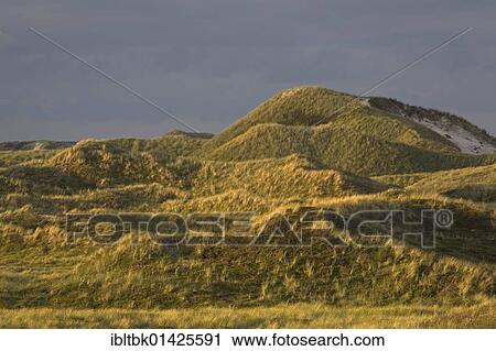 Dunes, Midtjylland, Denmark, Europe View Large Photo Image Stock Image - Dunes, Midtjylland, Denmark, Europe. Fotosearch