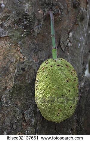 Durian (Durio zibethinus) fruit on the tree, Zanzibar, Tanzania, Africa View Large Photo Image Stock Image - Durian (Durio zibethinus) fruit on the tree, Zanzibar, Tanzania, Africa. Fotosearch