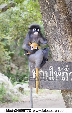 Stock Image - Dusky leaf monkey (Trachypithecus obscurus) with baby, sitting on a sign, historical park of Khao Lommuak near Prachuap Khiri Khan, Thailand, Asia. Fotosearch