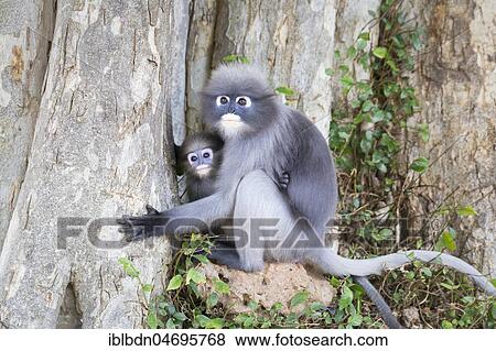 Dusky leaf monkey (Trachypithecus obscurus) with baby, sitting at trunk of a tree, historical park of Khao Lommuak near Prachuap Khiri Khan, Thailand, Asia View Large Photo Image Stock Photo - Dusky leaf monkey (Trachypithecus obscurus) with baby, sitting at trunk of a tree, historical park of Khao Lommuak near Prachuap Khiri Khan, Thailand, Asia. Fotosearch