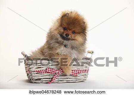 Dwarf Lace, puppy, 4 months, sitting in basket View Large Photo Image Stock Photo - Dwarf Lace, puppy, 4 months, sitting in basket. Fotosearch