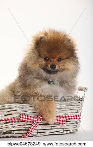 Dwarf Lace, puppy, 4 months, sitting in basket View Large Photo Image Stock Photo - Dwarf Lace, puppy, 4 months, sitting in basket. Fotosearch
