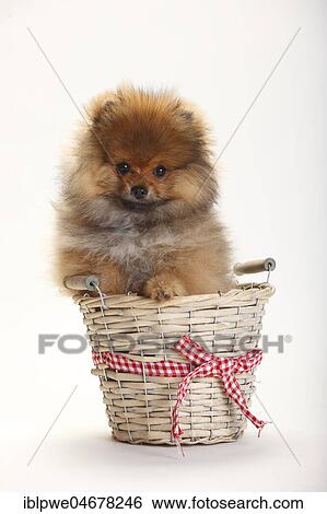 Dwarf Lace, puppy, 4 months, sitting in basket View Large Photo Image Stock Photograph - Dwarf Lace, puppy, 4 months, sitting in basket. Fotosearch