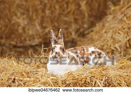 Stock Image - Dwarf Rex rabbit, three-coloured, lying in straw. Fotosearch