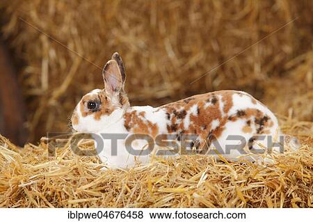 Dwarf Rex rabbit, three-coloured, lying in straw View Large Photo Image Stock Photo - Dwarf Rex rabbit, three-coloured, lying in straw. Fotosearch