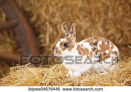 Dwarf Rex Rabbit, three-coloured, sitting in straw View Large Photo Image Stock Photograph - Dwarf Rex Rabbit, three-coloured, sitting in straw. Fotosearch