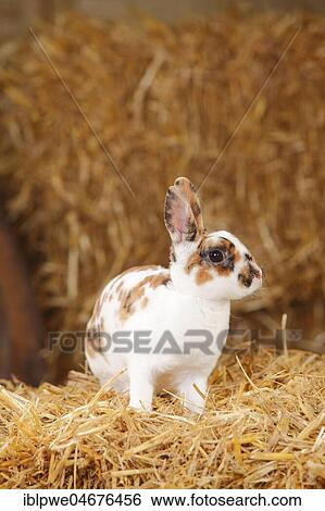 Stock Photograph - Dwarf rex rabbit, three-coloured, sitting in straw. Fotosearch