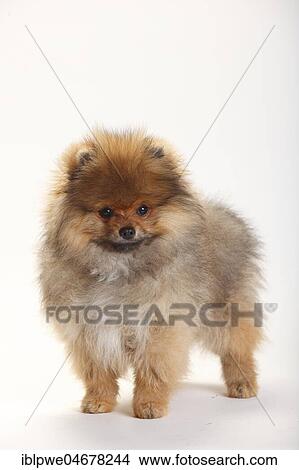 Dwarf Spike, Puppy, 4 months, standing View Large Photo Image Picture - Dwarf Spike, Puppy, 4 months, standing. Fotosearch