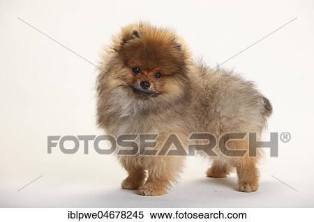 Dwarf Spike, Puppy, 4 months, standing View Large Photo Image Stock Photography - Dwarf Spike, Puppy, 4 months, standing. Fotosearch