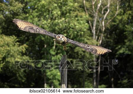 Picture - Eagle Owl (Bubo bubo), adult, in flight, Germany, Europe. Fotosearch