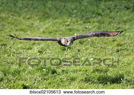 Stock Image - Eagle Owl (Bubo bubo), adult, in flight, Germany, Europe. Fotosearch