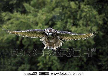 Stock Photo - Eagle Owl (Bubo bubo), adult, in flight, calling, Germany, Europe. Fotosearch
