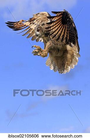 Eagle Owl (Bubo bubo), adult, in flight, Germany, Europe View Large Photo Image Stock Photograph - Eagle Owl (Bubo bubo), adult, in flight, Germany, Europe. Fotosearch