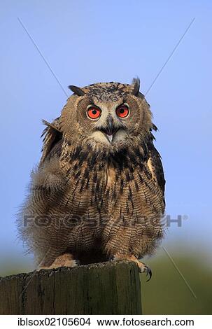 Picture - Eagle Owl (Bubo bubo), adult, perched on a look-out, calling, Germany, Europe. Fotosearch