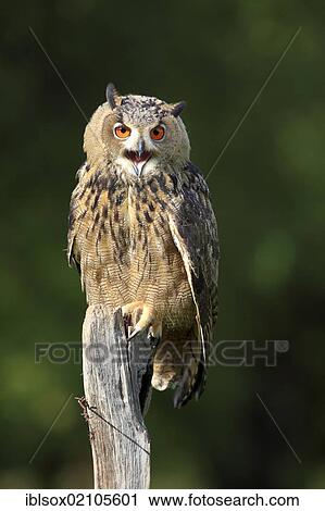 Stock Image - Eagle Owl (Bubo bubo), adult, perched on a look-out, calling, Germany, Europe. Fotosearch