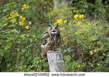 Stock Image - Eagle Owl (Bubo bubo), adult, perched on a look-out, calling, Germany, Europe. Fotosearch