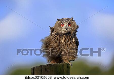Eagle Owl (Bubo bubo), adult, perched on a look-out, Germany, Europe View Large Photo Image Stock Image - Eagle Owl (Bubo bubo), adult, perched on a look-out, Germany, Europe. Fotosearch
