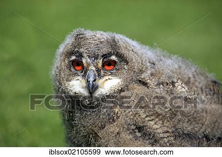 Eagle Owl (Bubo bubo), young bird, portrait, Germany, Europe View Large Photo Image Stock Photo - Eagle Owl (Bubo bubo), young bird, portrait, Germany, Europe. Fotosearch