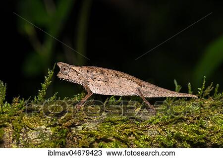 Earth chameleon (Brookesia superciliaris), male on mossy tree trunk, rainforest, Analamazoatra, Andasibe National Park, Madagascar, Africa View Large Photo Image Stock Image - Earth chameleon (Brookesia superciliaris), male on mossy tree trunk, rainforest, Analamazoatra, Andasibe National Park, Madagascar, Africa. Fotosearch